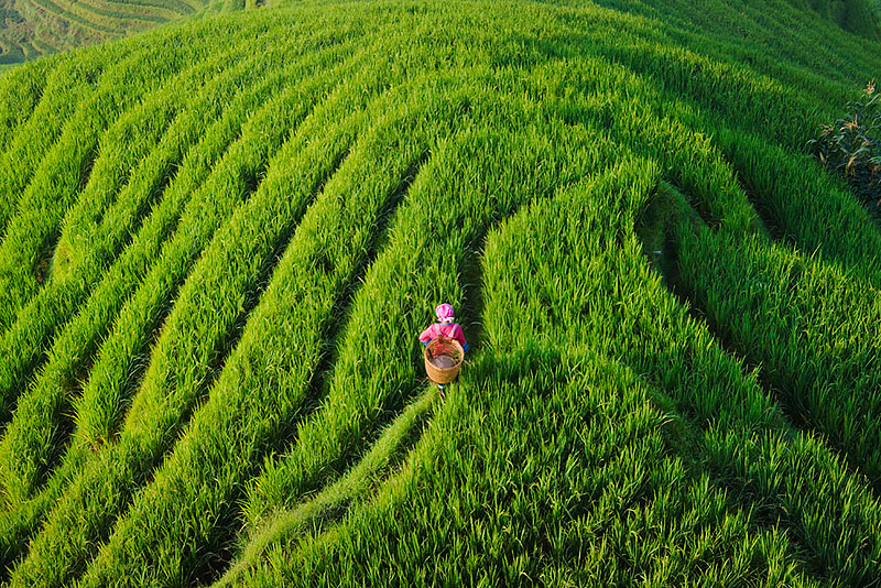 Zhuang Girl with Longji Rice Terraces