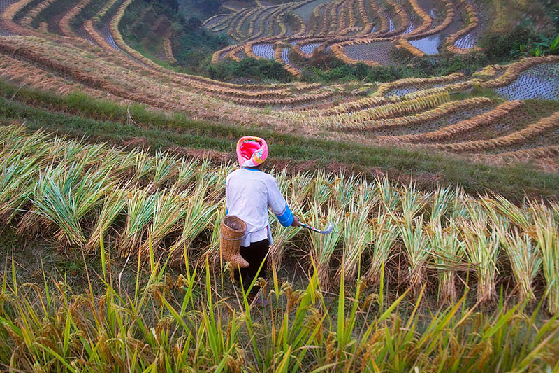 Zhuang Girl Harvesting Rice on Longji Terraces