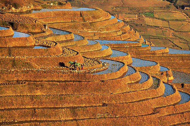 Longji Rice Terraces After Harvest