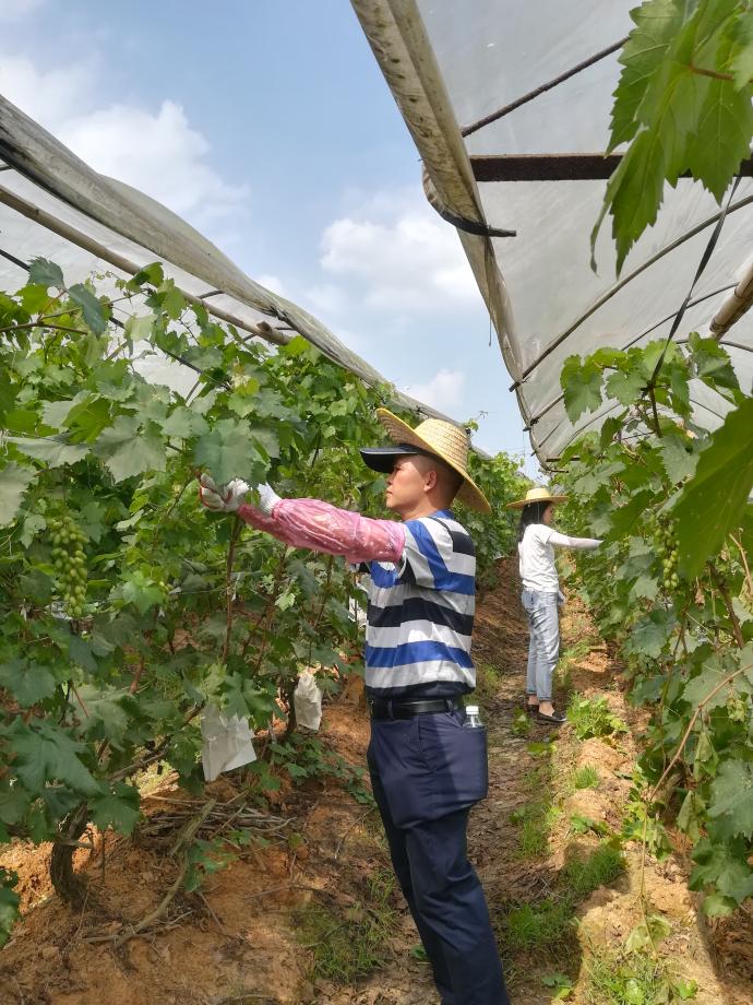 "现在葡萄园内的葡萄树都已经挂果,为了调节夏季葡萄生长和结果的关系